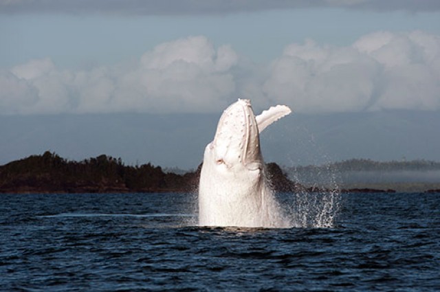 albino-whale-001