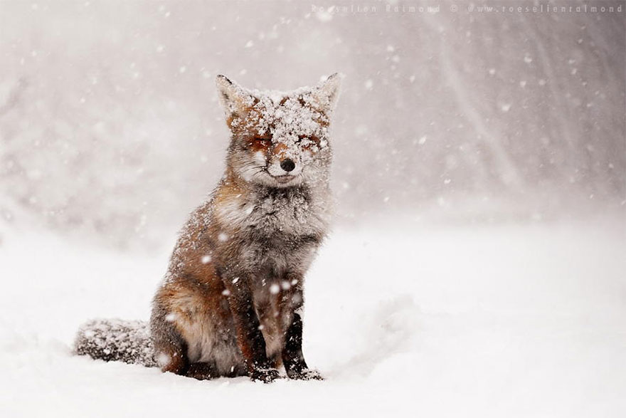 amazing-fox-photos-1