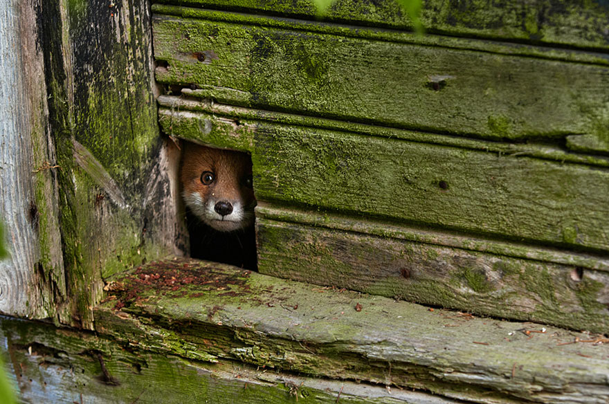 amazing-fox-photos-19