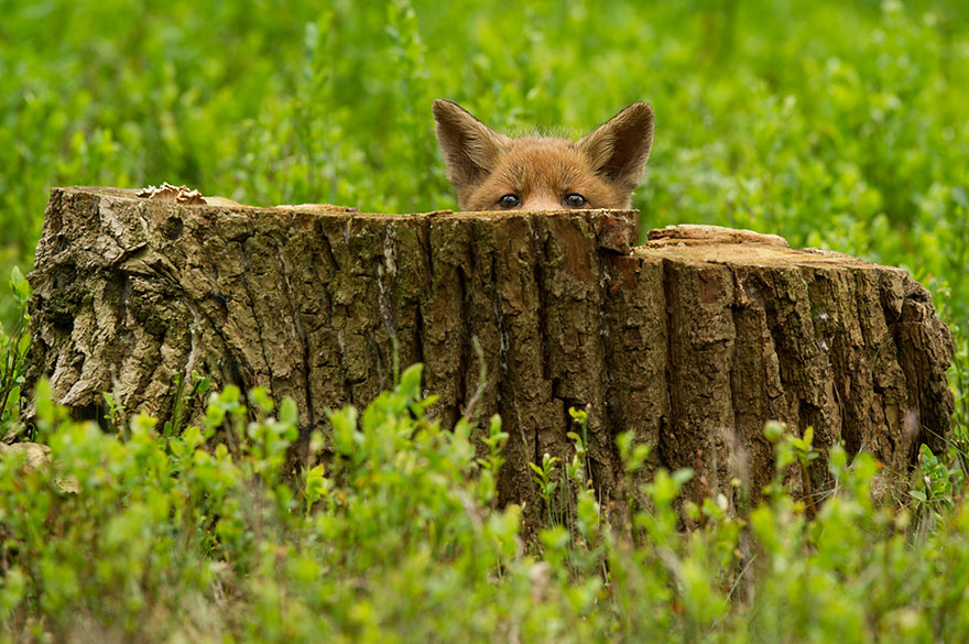amazing-fox-photos-2
