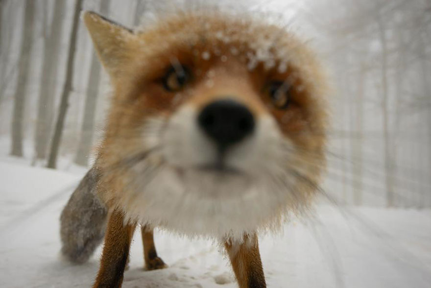 amazing-fox-photos-20-2