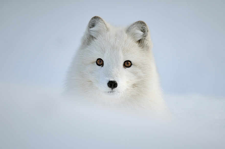 amazing-fox-photos-5