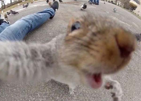 animal-selfies2