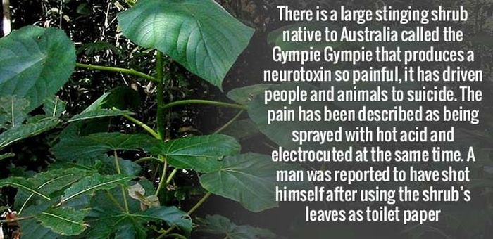 more-amusing-facts-to-get-your-brain-going-18