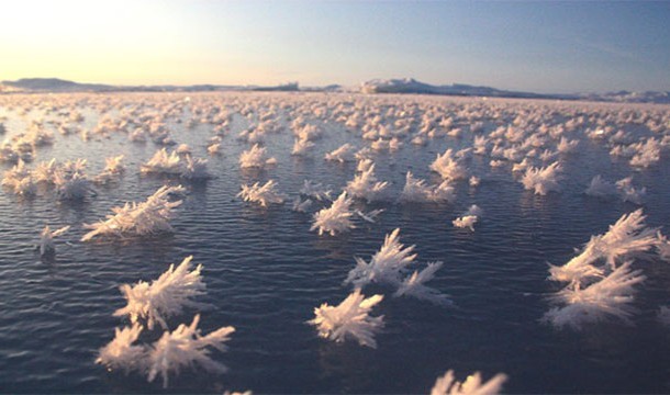 8. Frost Flowers: In arctic areas, these floral ice formations occur when the temperature between the ocean and the atmosphere differs.