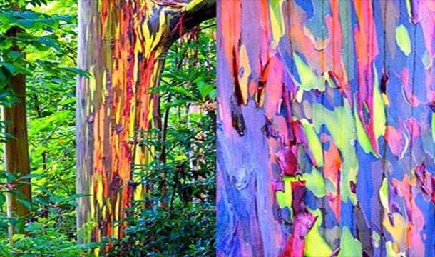 15. Rainbow Trees: These Australian eucalyptus trees shed their bark to reveal vibrant colors.