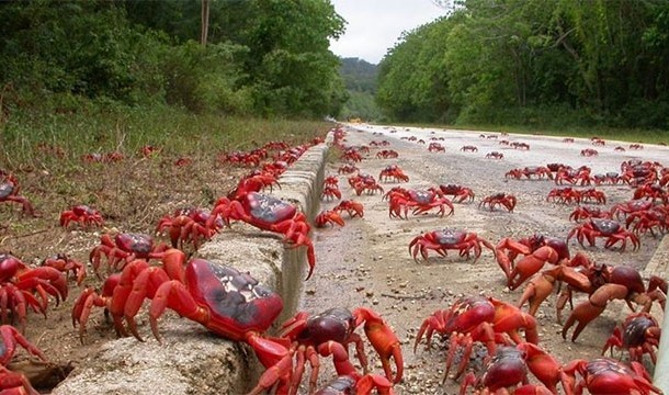 16. Assembly Of Crabs: Off the coast of Australia on Christmas Island, the annual migration of nearly 120 million red crabs creates quite a sight as they make their way to the ocean.