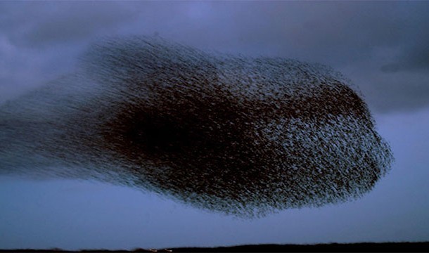 18. Black Sun: Formed by the massive migration of European starlings and can be seen every spring in the skies of Denmark.