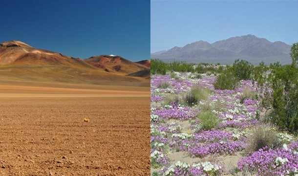 20. Flowering Desert: Every few years, after a particularly heavy rain, these deserts in Chile sprout flowers.