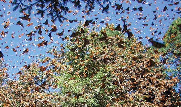22. Monarch Butterfly Migration: Every year across the United States and Mexico, the beautiful butterflies gather in droves for their migration.