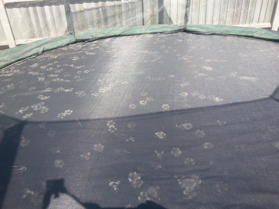 fox-trampoline-003