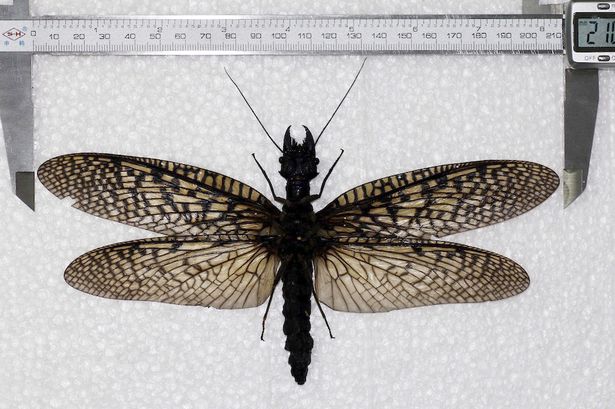 The-worlds-largest-flying-insect-has-been-discovered-in-China-and-its-bigger-than-a-Human-Hand1