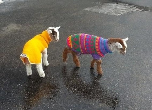 3.) Studies have shown that goats have accents. Also they look adorable in sweaters. 