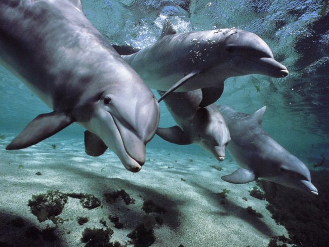 7.) Dolphins know, and have names for each other. It certainly makes dolphin get togethers a lot easier.