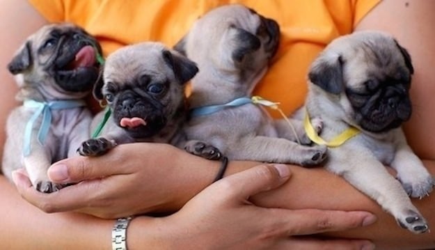 8.) Groups of fuzzy, lovable pugs are known as  "grumbles."