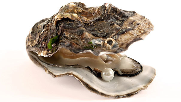 12.) Oysters can change their sex. It just depends on which is more advantageous for mating. 