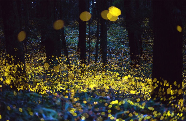 17.) Fireflies are completely harmless. They don't even carry diseases. 
