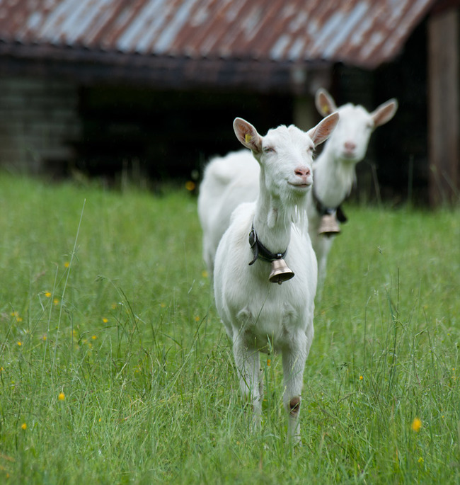 20.) Goat's milk has more calcium than cow's milk. 