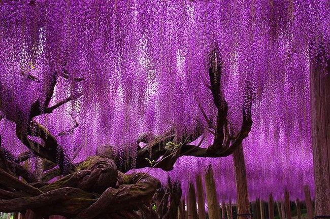 A 144 year-old wisteria in Japan is amazingly beautiful.