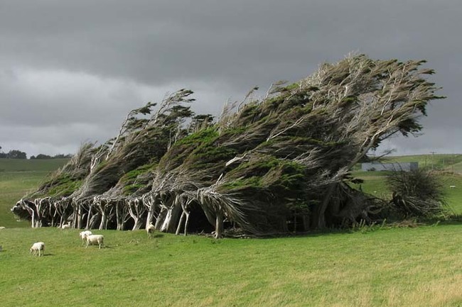 The wind has permanently altered the trees you see here in New Zealand.