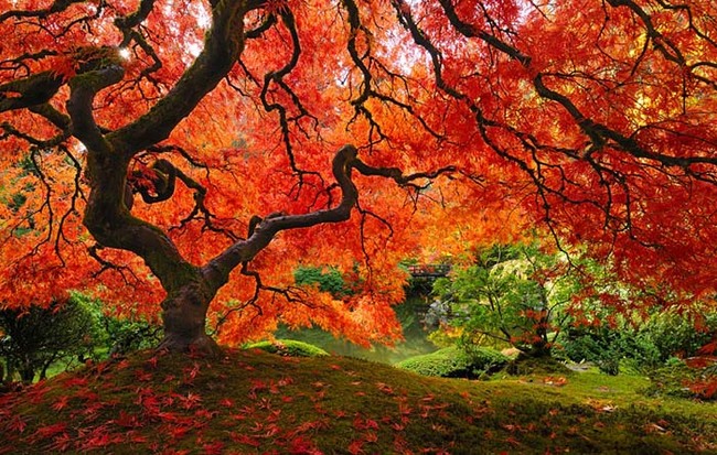 The tree is so colorful, it almost seems to be engulfed in fire.