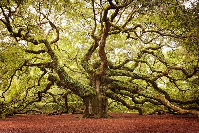 The Angel Oak on John's Island in South Carolina is an iconic, incredible tree.