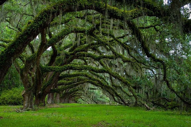 The low-hanging avenue oaks at the Dixie plantation in South Carolina are a piece of history.