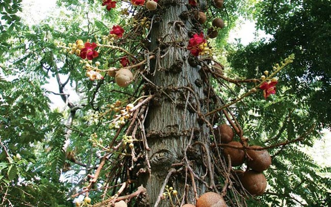 Cannonball trees get their name from the large, globe fruits that grow on them.