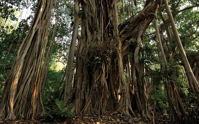 Banyan trees are almost all roots, which extend far beyond any normal tree.