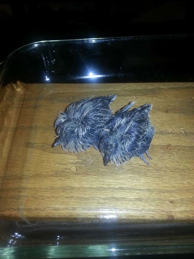 This is the day the two baby birds were found. A strong storm knocked them out of their tree and they ended up on the ground.