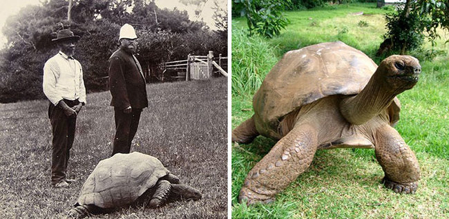 This photo was taken in 1902 of Jonathan the Turtle. At the time, he was already 70 YEARS OLD!