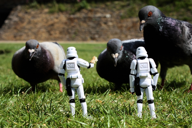 3.) These Are The Pigeons We Are Looking For. NOW GET OFF OUR LAWN!