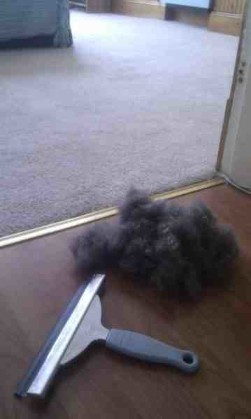 11.) Get pet hair out of the carpet with a squeegee.