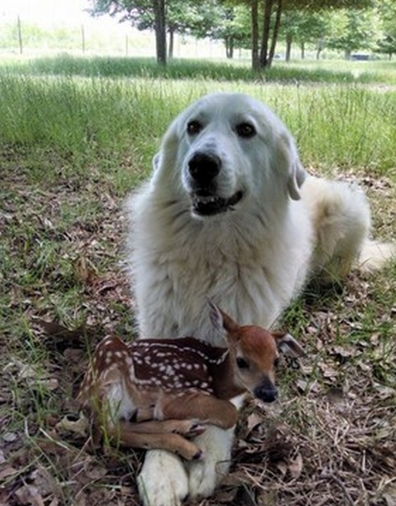 11.) This dog saved Bambi's life for God's sake!