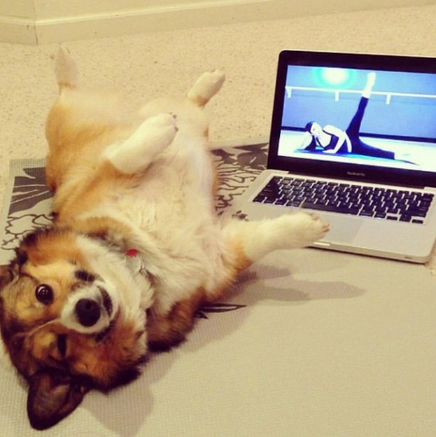 14.) This dog can help you with your yoga stretches.