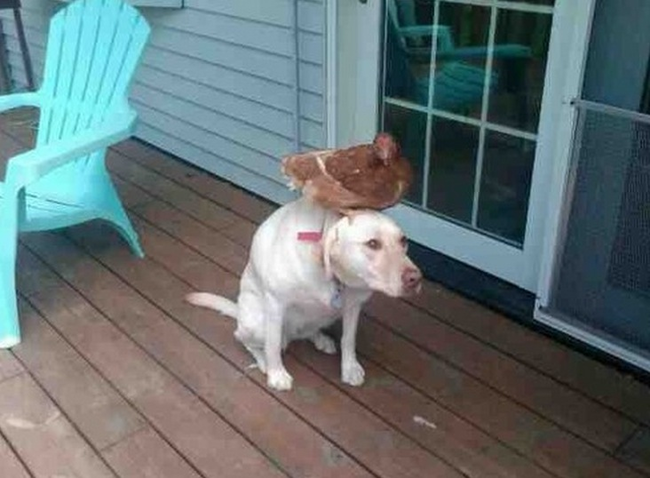 13.) They can also balance bigger chickens on their head.