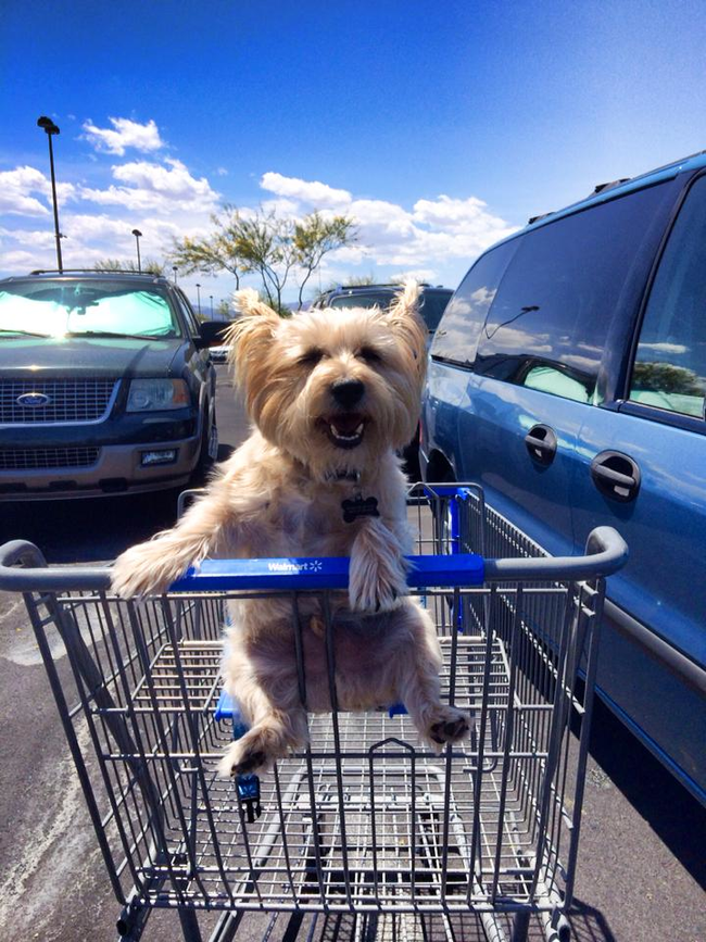 19.) Dogs love to go shopping!
