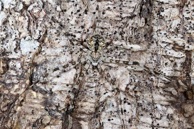 15.) This undetectable bark spider: