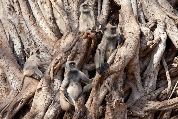 10.) These cloaked langur monkeys: