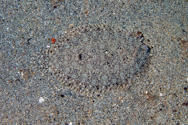 8.) This camouflaged peacock flounder: