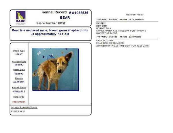 Bear's information page at the shelter; a 16 year-old dog needing help.