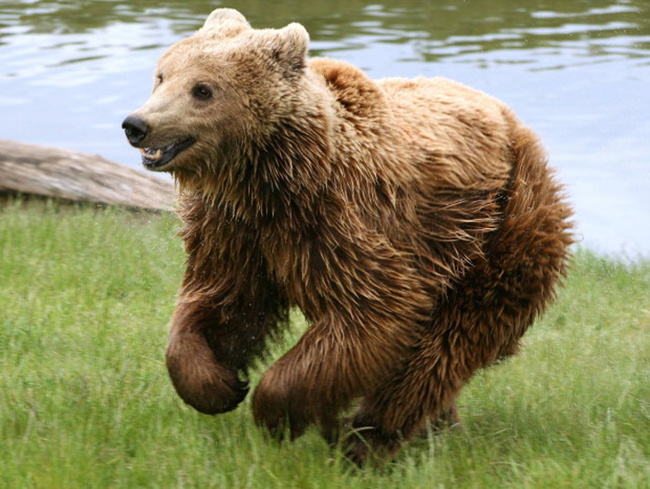 12.) This beautiful brown bear.
