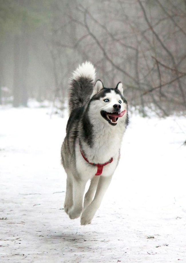 7.) This handsome husky.