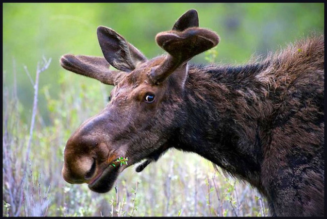 3.) This marvelous moose.
