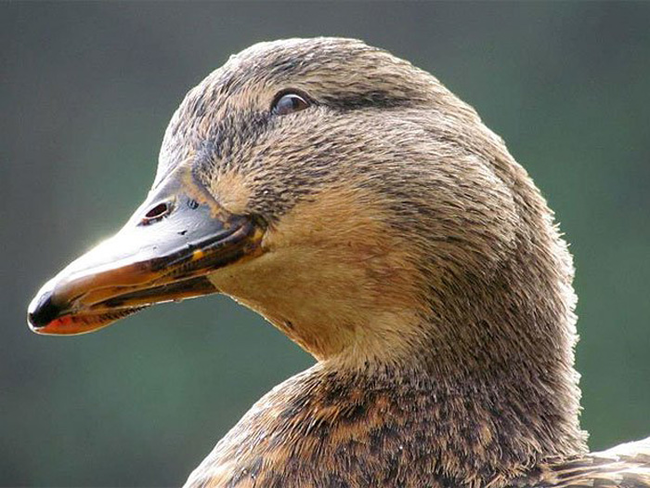 1.) This divine duck.