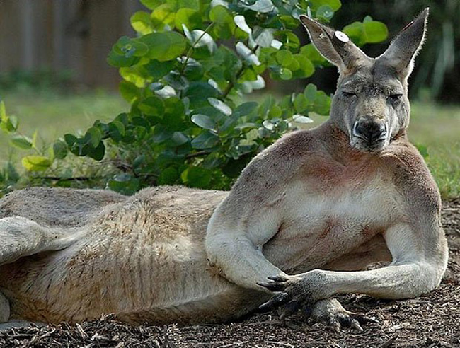 19.) This captivating kangaroo.