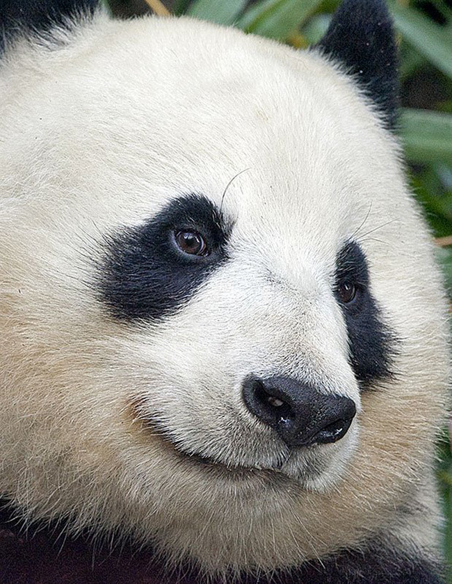 26.) This pretty panda.