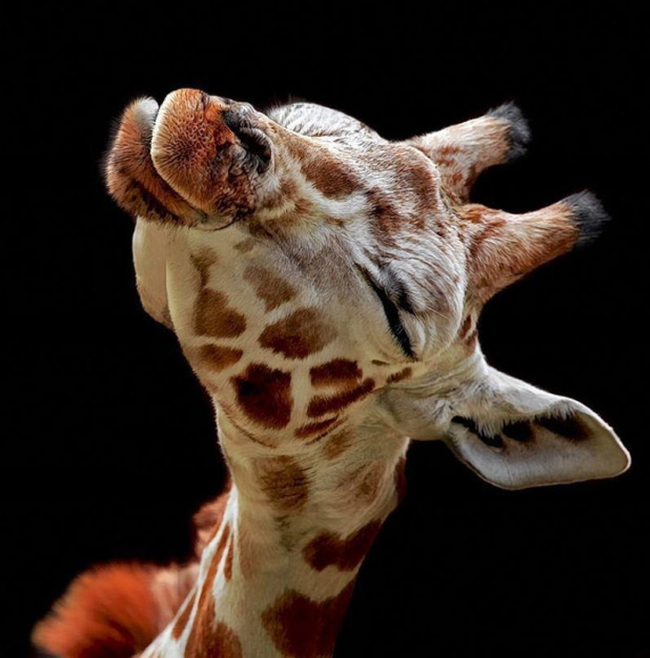 23.) This gorgeous giraffe.