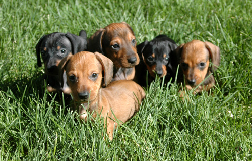 17.) Miniature dachshunds were bred to hunt rabbits.