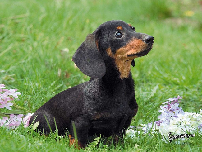 15.) In the American West, Dachshunds were used to chase prairie dogs.